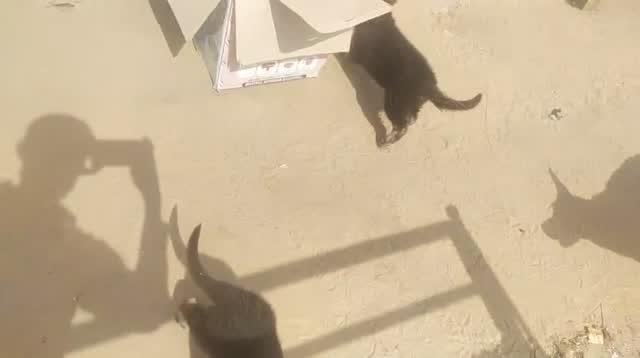 German Shepherd Puppy, farm video