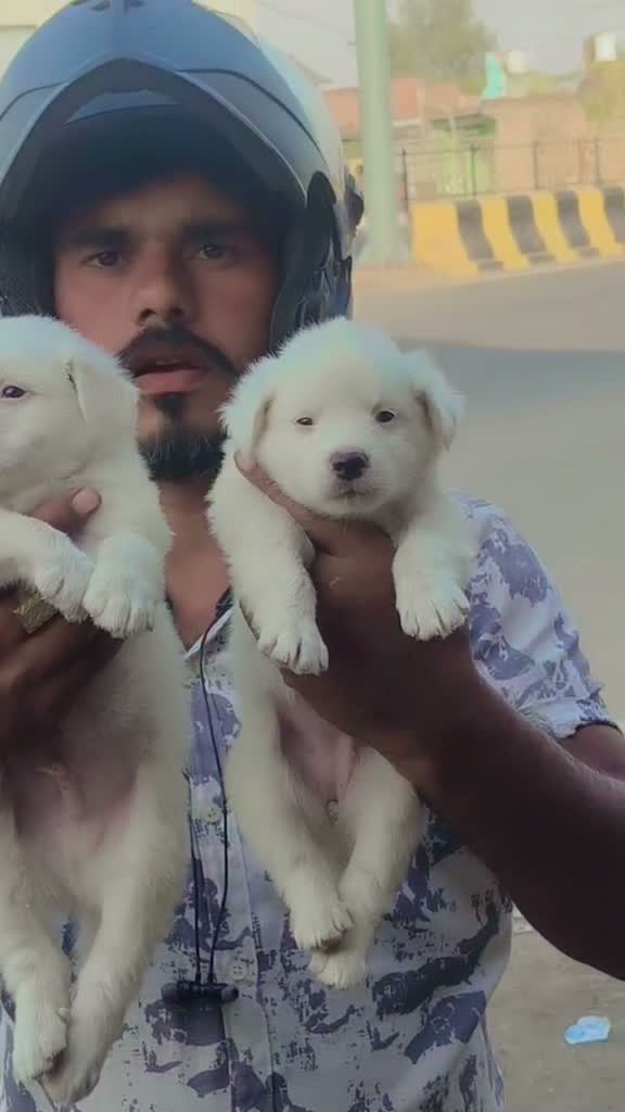 Pomeranian Puppy, farm video