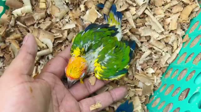 Sun Conure, farm video