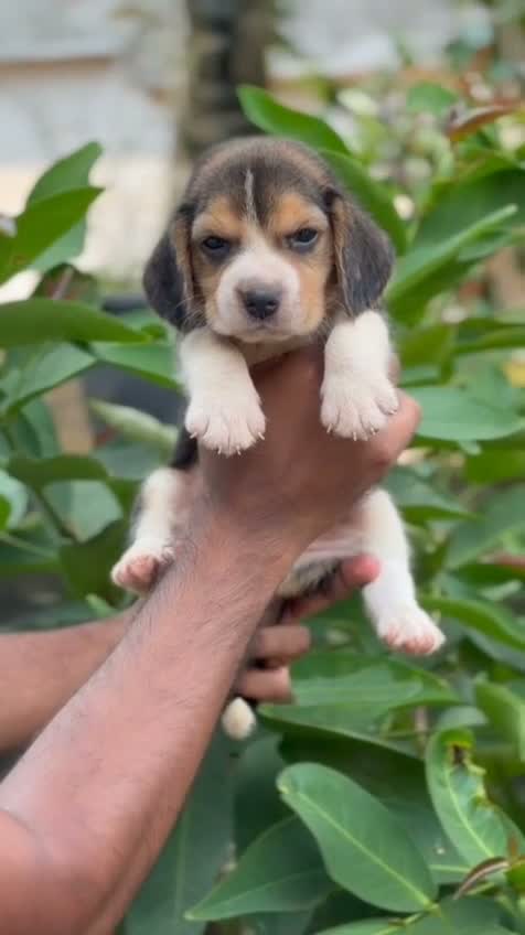 Beagle Black & Tan Puppy, farm video