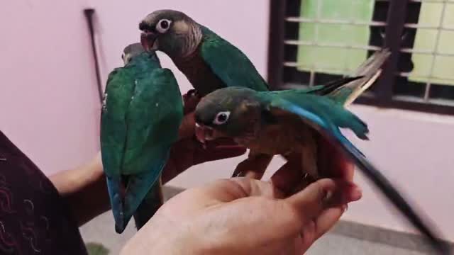 Small Cheek Conure, farm video