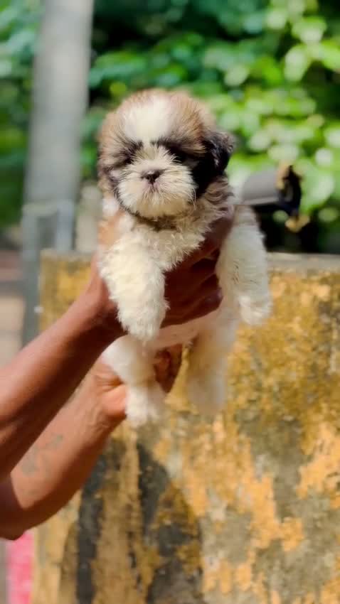 Shih Tzu | Black Color, farm video