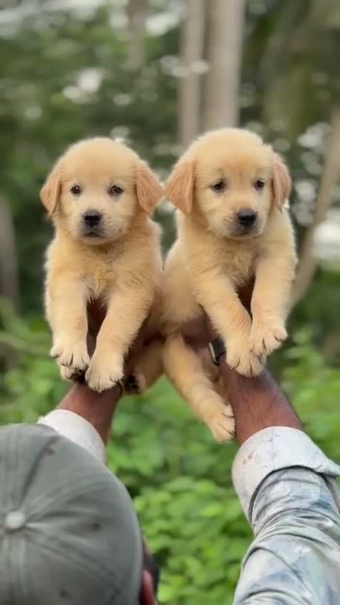 Golden Retriever, farm video