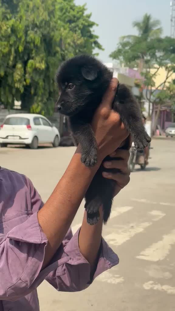 German Shepherd Puppy, farm video