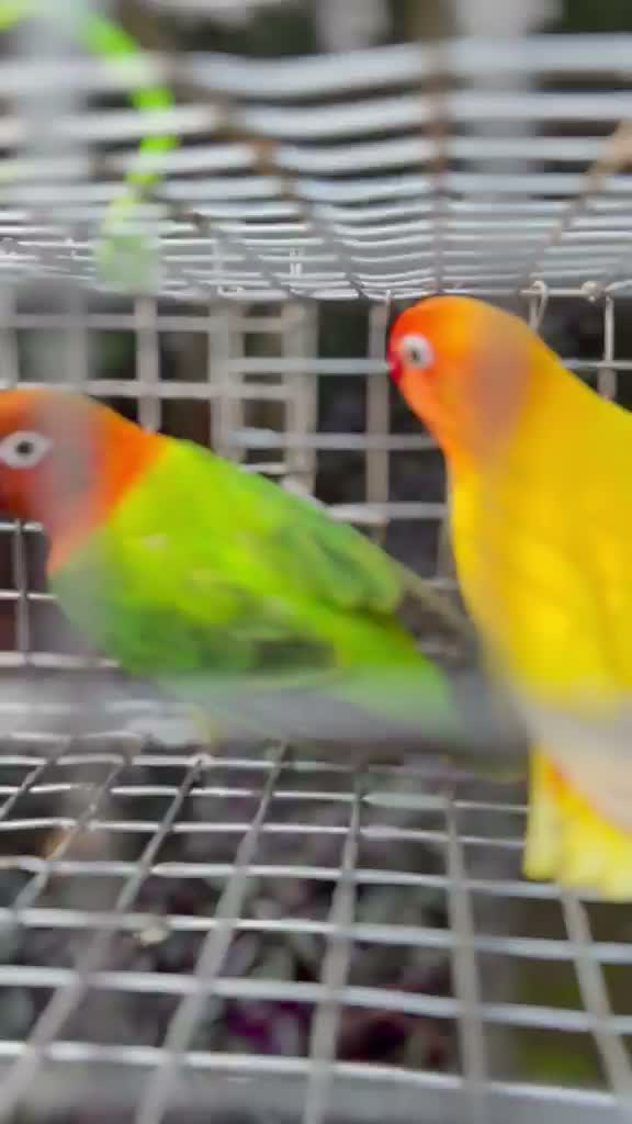 African Love Birds, farm video