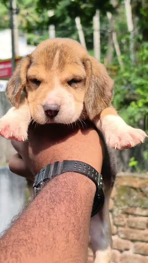 Beagle Black & Tan Puppy, farm video