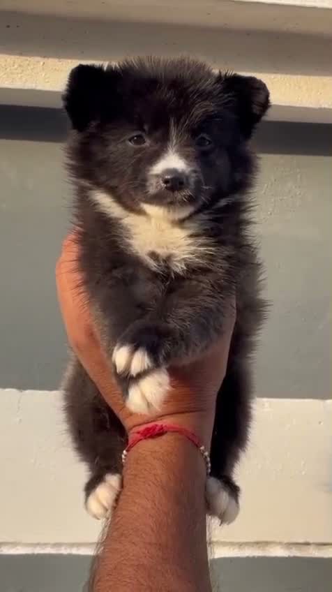 Pomeranian Puppy, farm video
