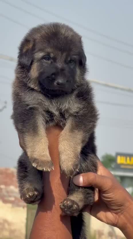 German Shepherd Puppy, farm video