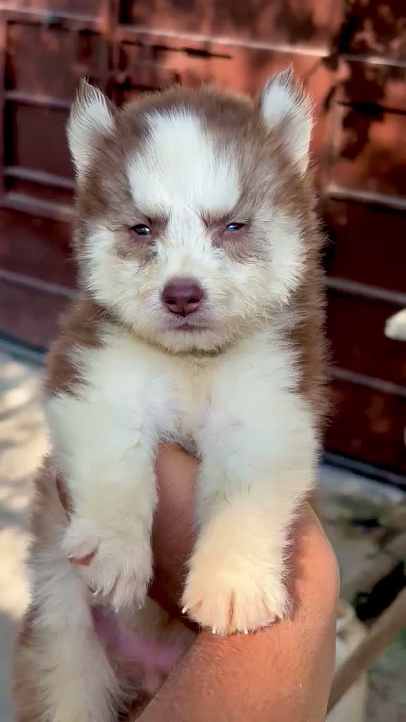 Siberian Husky Puppy | Black & White Color, farm video