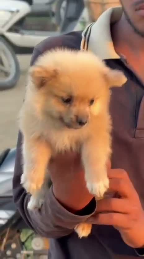 Culture Toy Pom Puppy | Black, farm video