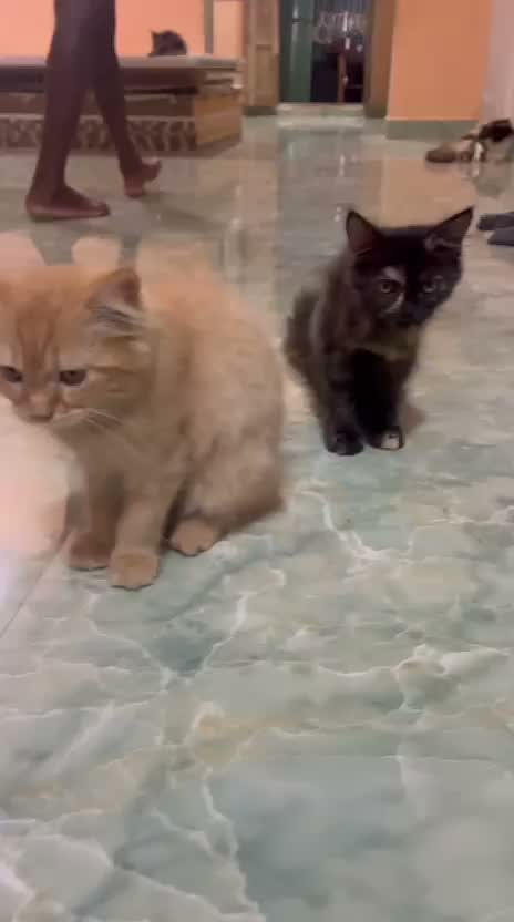 Persian, farm video