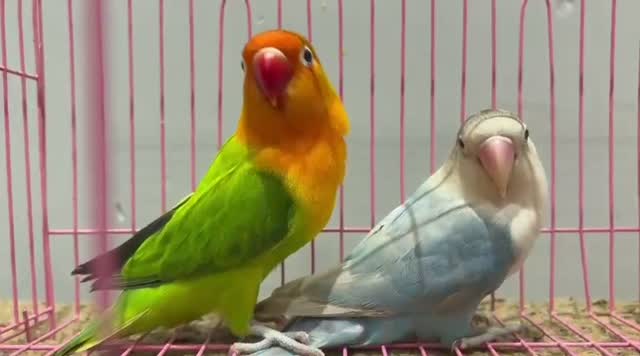 African Love Birds, farm video