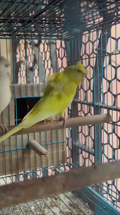 Fantail Pigeon, farm video