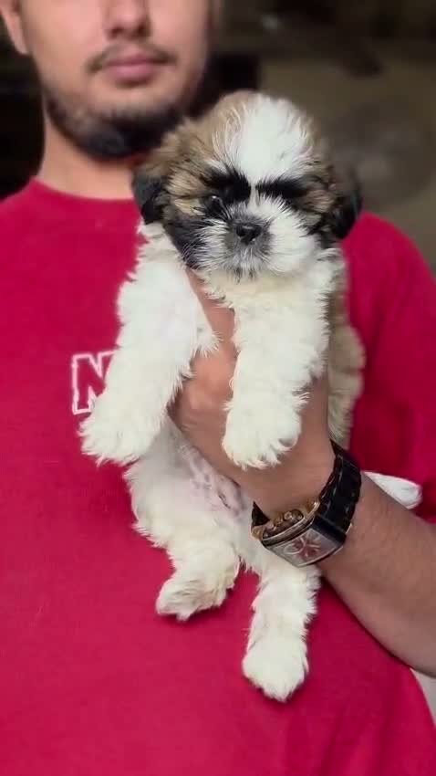 Shih Tzu | Black Color, farm video