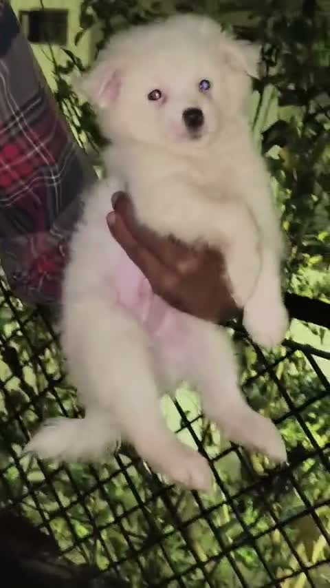 Pomeranian Puppy, farm video