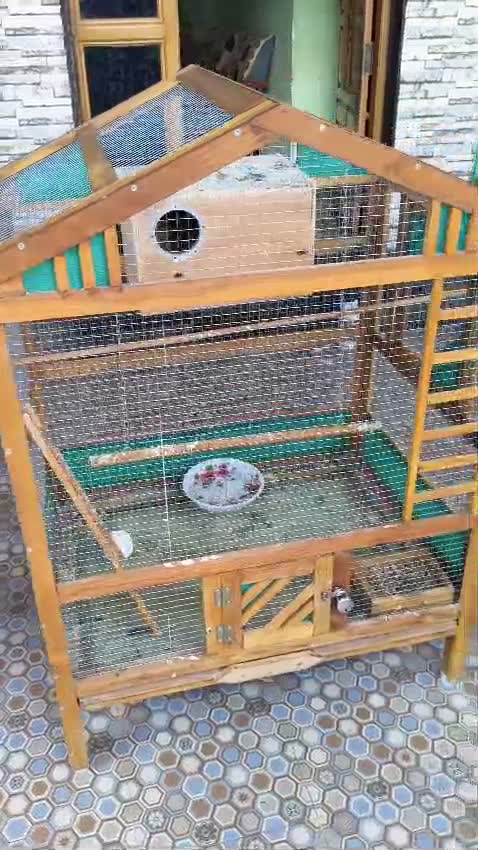 Cockatiel, farm video