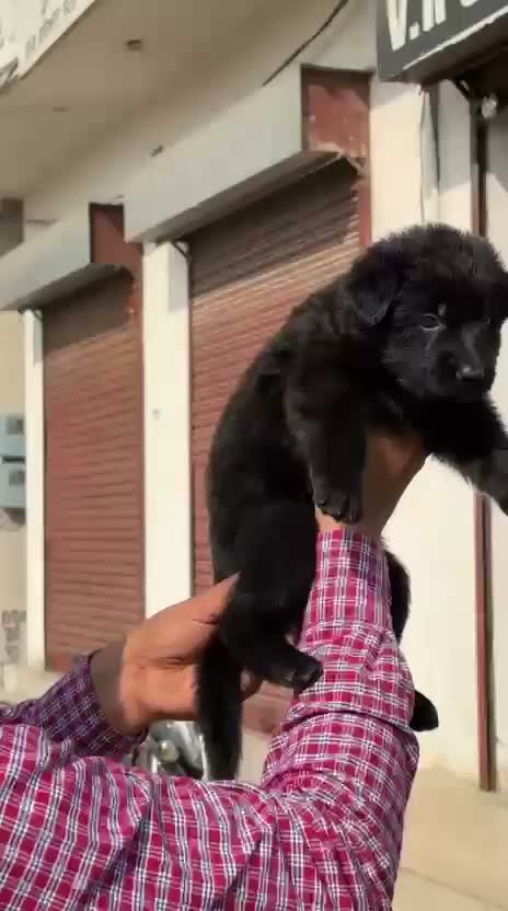 German Shepherd Puppy, farm video