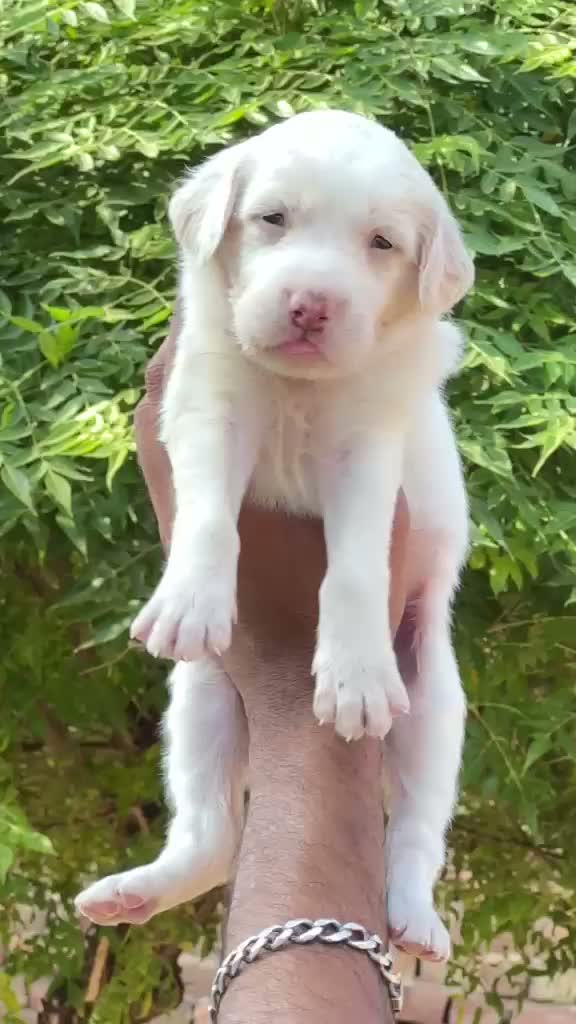 American Bully XL Size Puppy, farm video