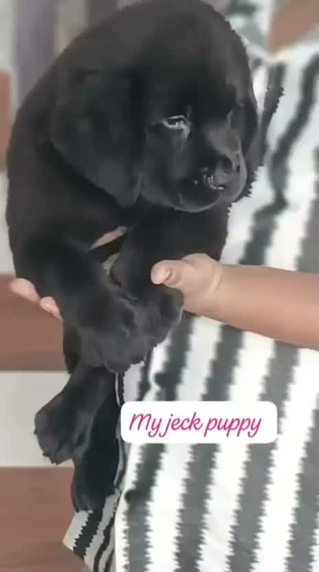 Beagle Black & Tan Puppy, farm video