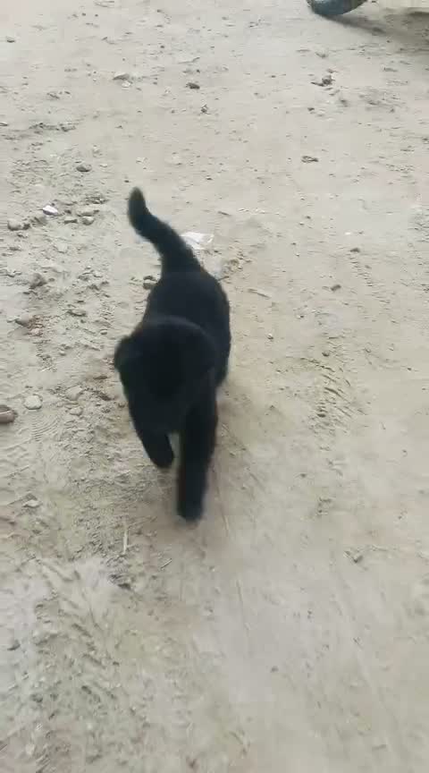 Dachshund Puppy | Brown, farm video