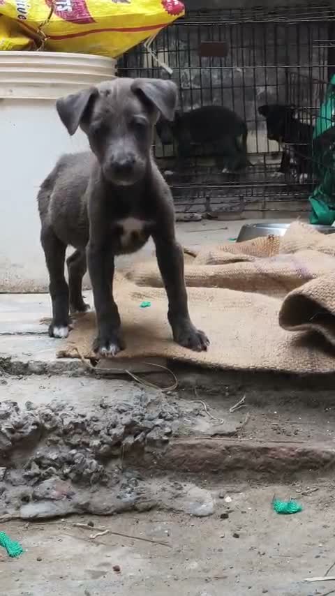 Greyhound Puppy, farm video