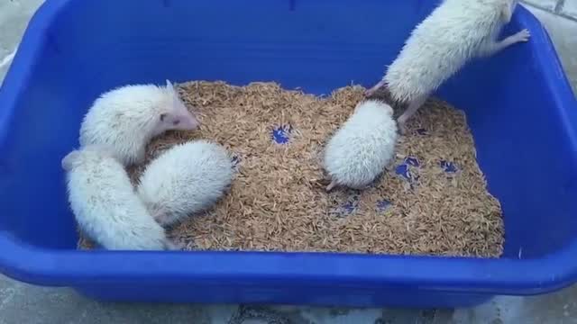 Hedgehogs Babies & Adults, farm video