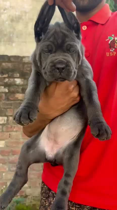 Dachshund Puppy | Brown & Tan, farm video