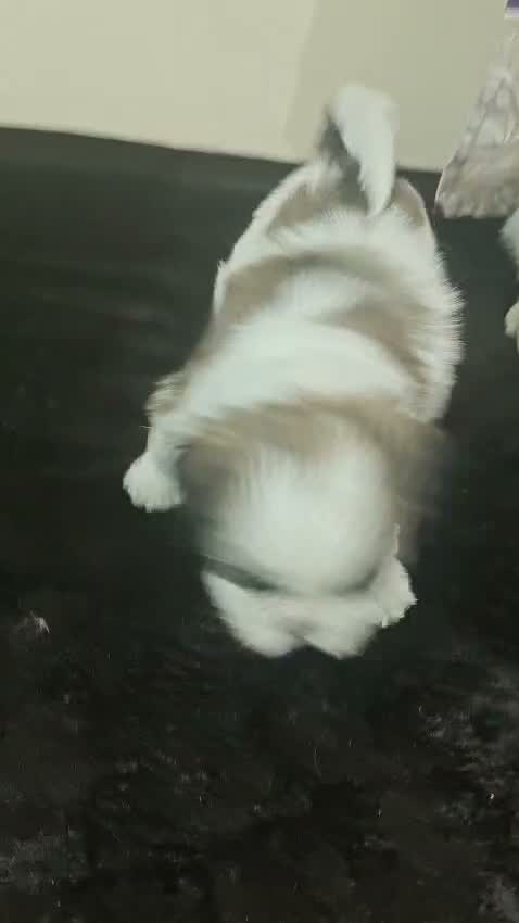 Shih Tzu | Black Color, farm video