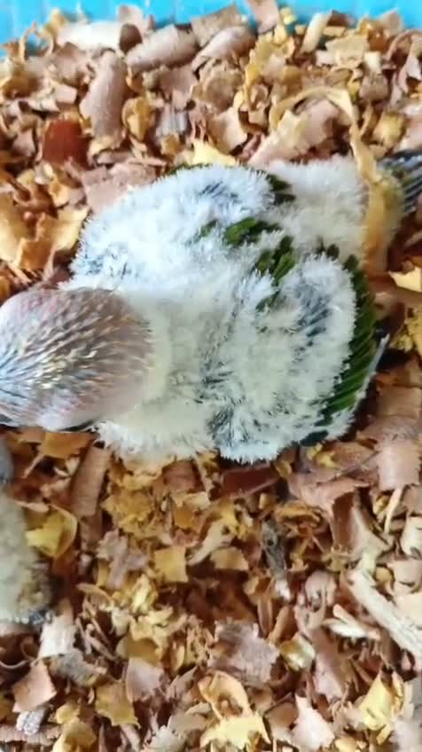 Sun Conure, farm video