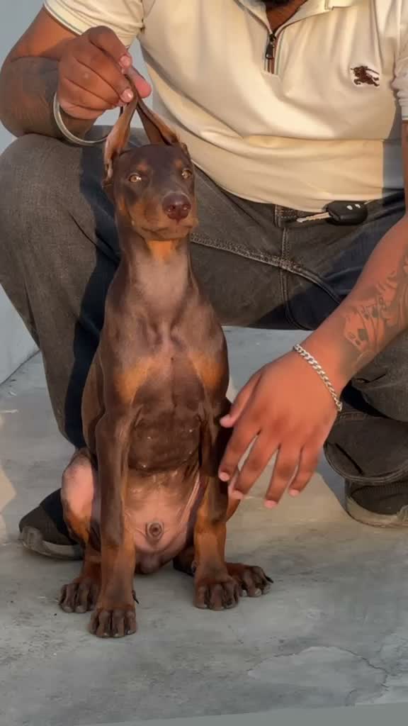Doberman Pinscher Puppy | Brown & Tan, farm video