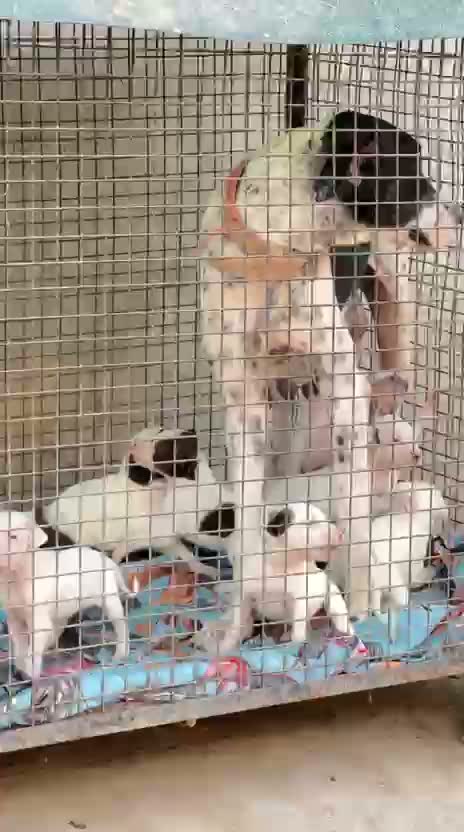 American Bully XL Size Puppy, farm video