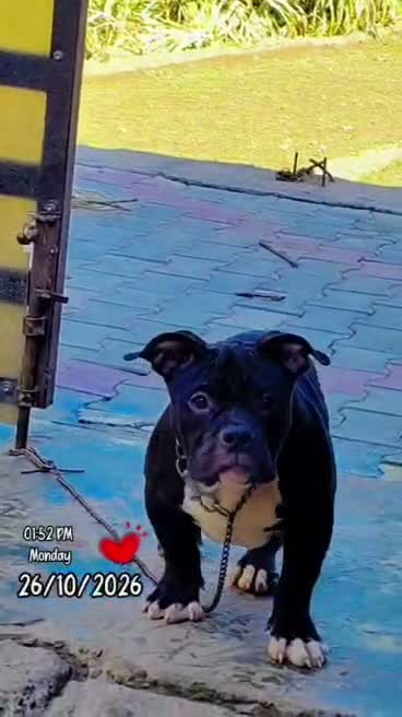 American Bully Pocket Size Puppy, farm video