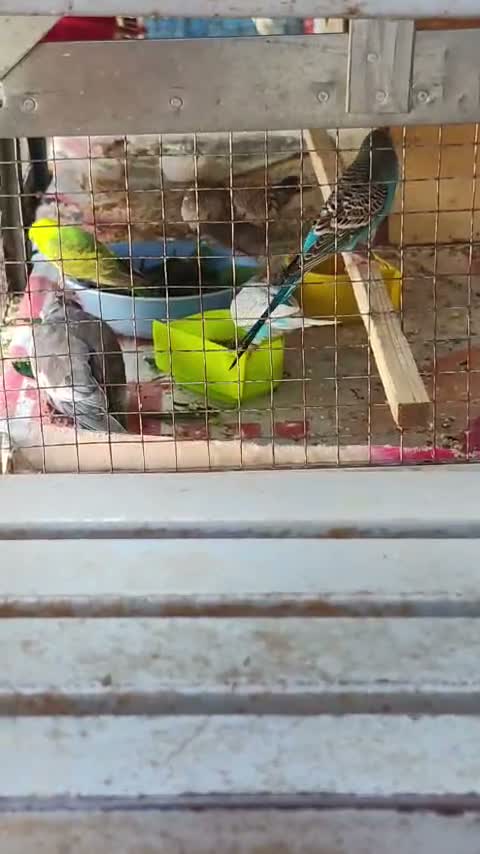 Cockatiel, farm video