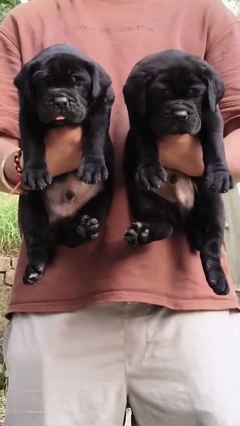 Cane Corso Puppy | Brindle, farm video