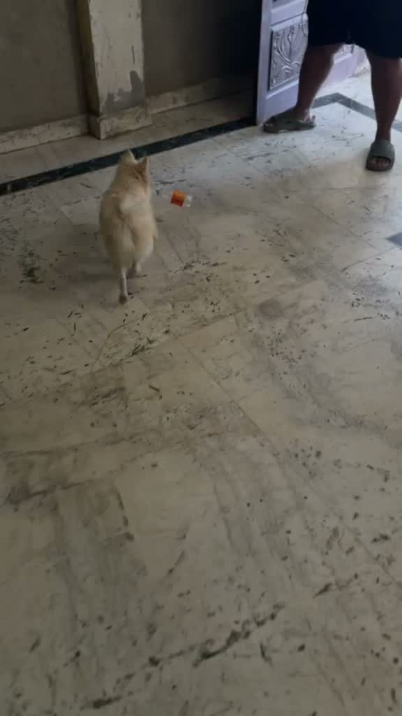 Pomeranian Puppy, farm video