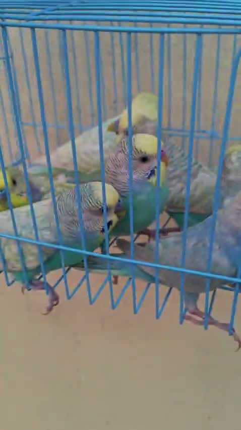 Budgies | Fallow, farm video