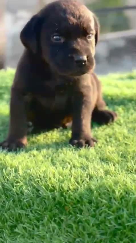 Beagle Black & Tan Puppy, farm video