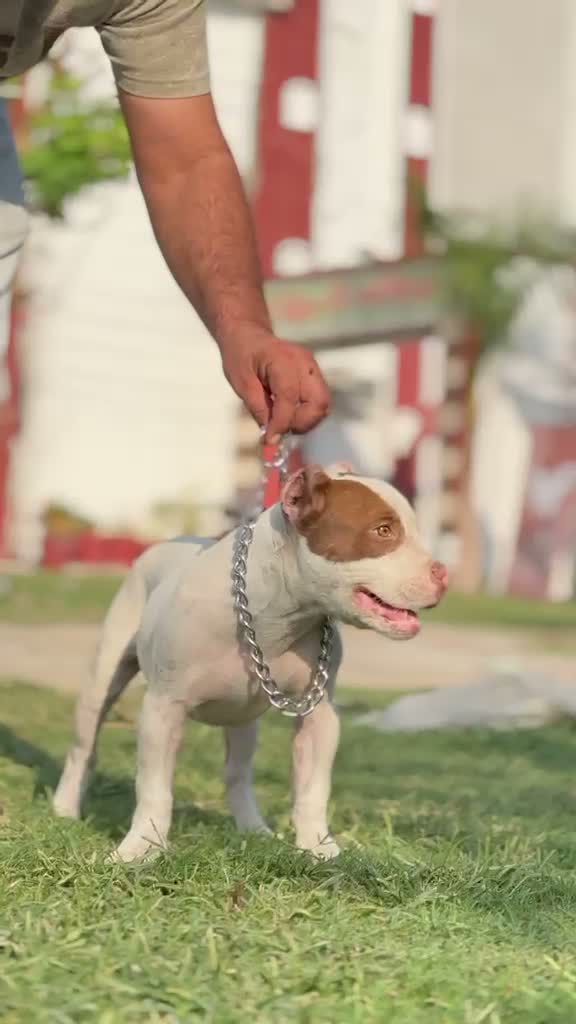 American Bully Pocket Size Puppy, farm video
