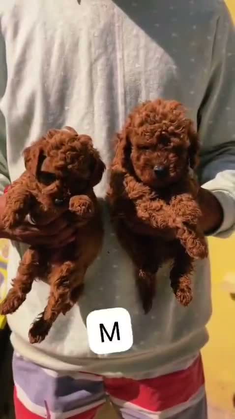 Standard Poodle Puppy | White, farm video