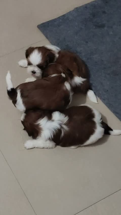 Shih Tzu | Black Color, farm video