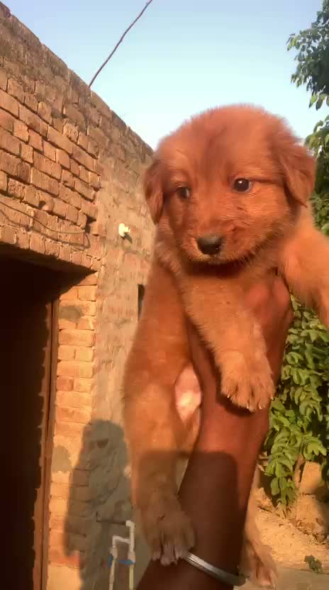 Golden Retriever, farm video