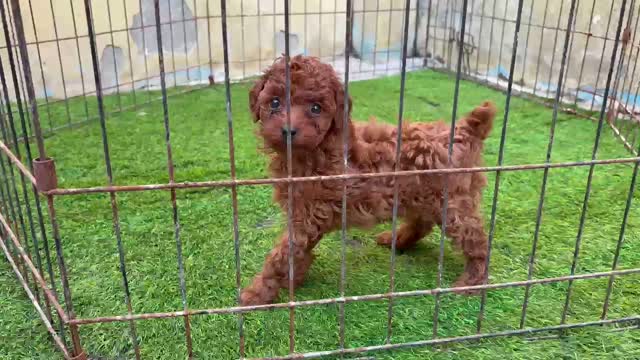 Standard Poodle Puppy, farm video
