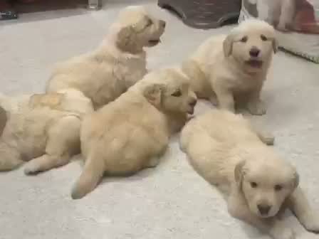 Golden Retriever, farm video