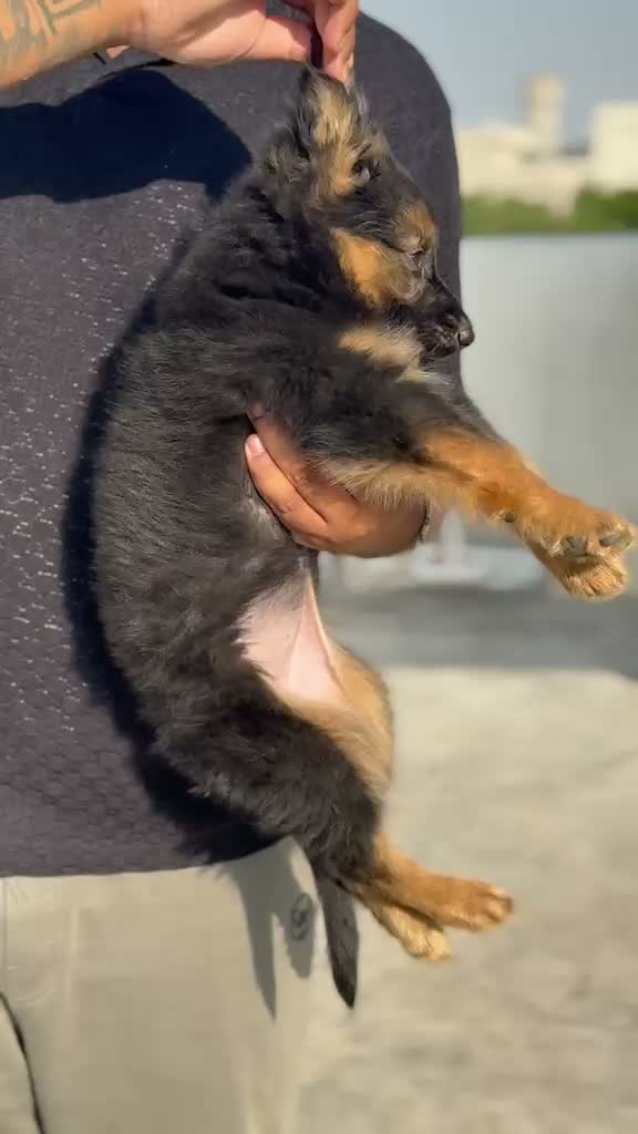 Dachshund Puppy | Brown, farm video