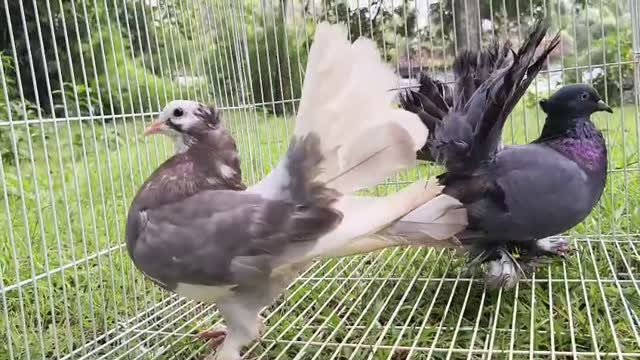 Tumbler Pigeon, farm video