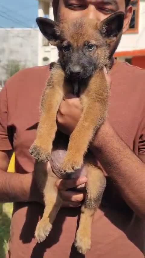 Belgian Malinois Puppy, farm video