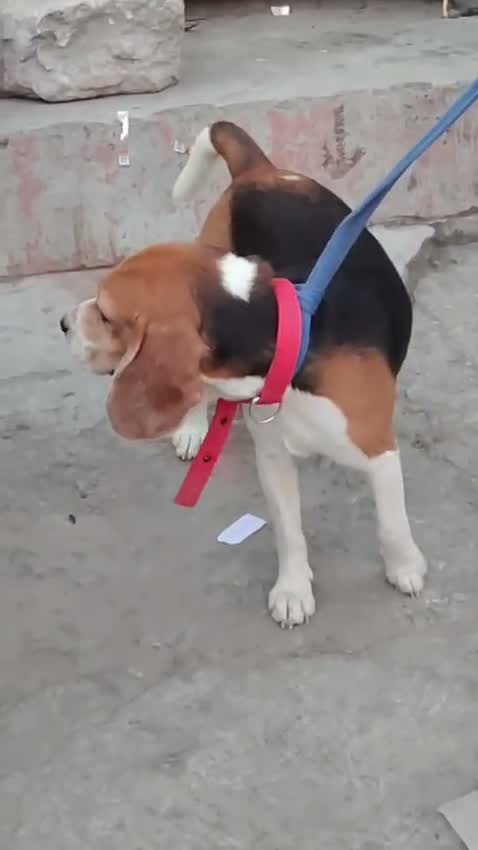 Beagle Black & Tan Puppy, farm video