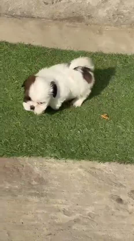 Shih Tzu | Black Color, farm video
