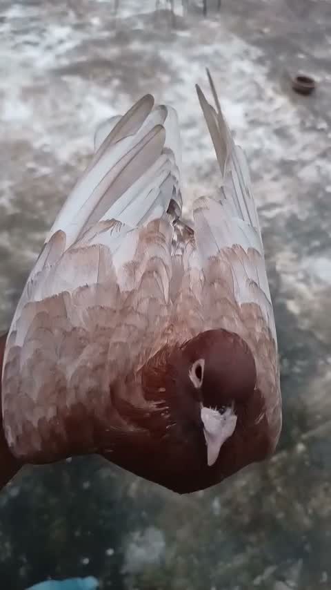 Tumbler Pigeon, farm video