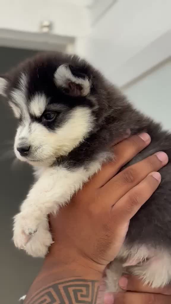 Siberian Husky Puppy | Black & White Color, farm video